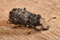 Platyrhinus resinosus